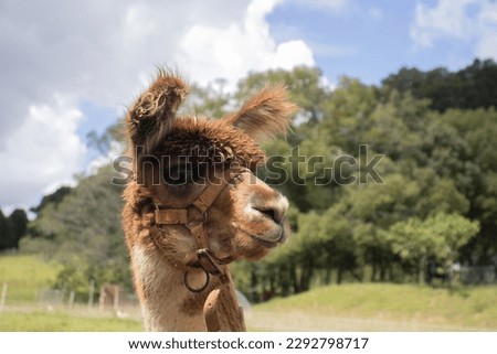 The Portrait Picture of llama with landscape background.