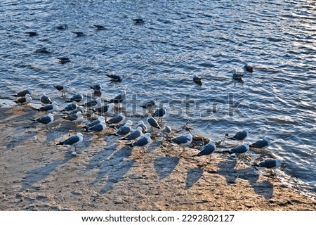 seagulls resting in groups along the coast