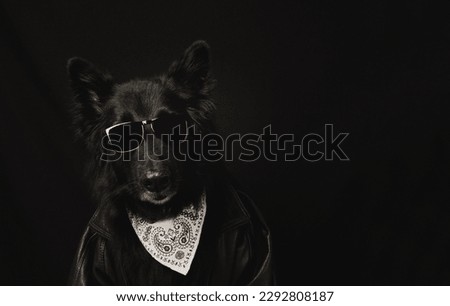Dog In A Cool Costume. Cute Doggy Wearing Sunglasses, A Bandana And Leather Jacket On A Black Background. Image with space for text