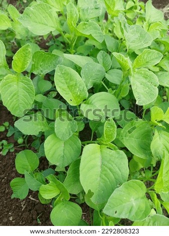 organic fresh spinach is ready to harvest
