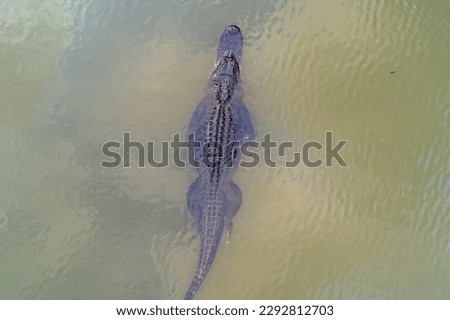 Aerial view of an adult American Alligator in Mobile Bay