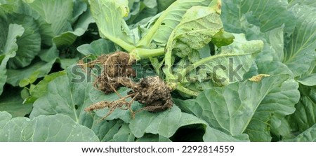 Clubroot is a disease  caused by pathogen Plasmodiophora brassicae that affects plants in the cabbage family. Plants infected by clubroot are stunted, wilt easily and may have yellowing leaves Royalty-Free Stock Photo #2292814559