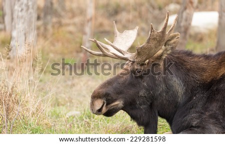 Moose (Male)