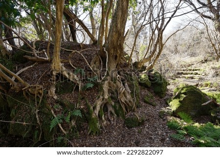 mossy rocks and old trees in wild winter forest