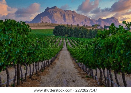 Vineyard landscape at sunset with mountains in Stellenbosch, near Cape Town, South Africa. wine grapes on vine in vineyard, Royalty-Free Stock Photo #2292829147