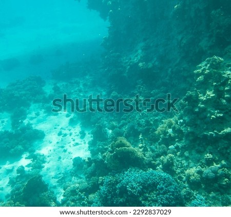 Coral reef at the bottom of the Red Sea. Photo underwater.