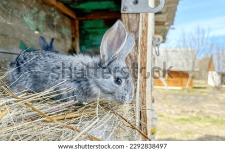 cute rabbit in a cage in the hay. High quality photo