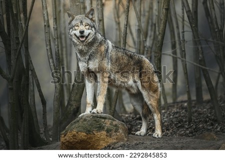 European wolf (Canis lupus) standing on rock in the forest and looking at the camera