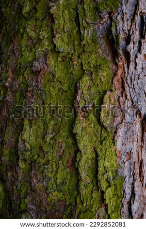 Moss covered tree trunk close-up. Moss cover on tree bark background. Close-up moss texture on tree surface. High quality photo