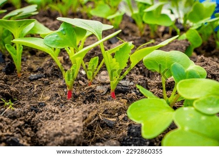 Young sprouts of a growing radish in a garden bed close-up. First green leaves of germinated red radish in soil