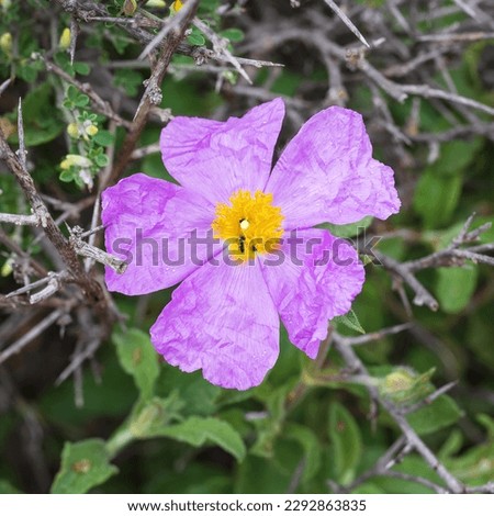 Beautiful purple flower (CISTUS ALBIDUS) close up