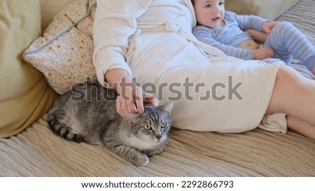 A woman strokes the senior cat head with her hand while sitting on the sofa. Female hand caresses a old pet on the bed, close-up