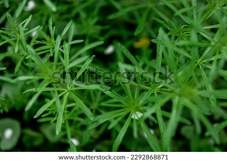 Natural green background with spring plants, close-up, macro shot, top view.