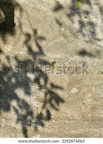 Leaves sillhouette on cement flor in the sunny summer day, Java Island, Indonesia