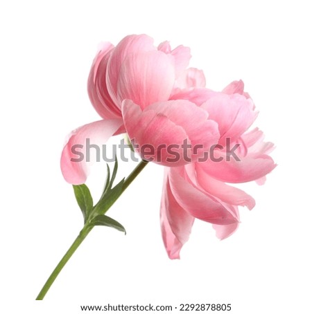 Beautiful pink peony flower isolated on white