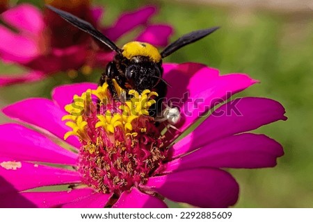 Bombus is one of more than 250 species in the genus,part of the Apidae,a family of bees