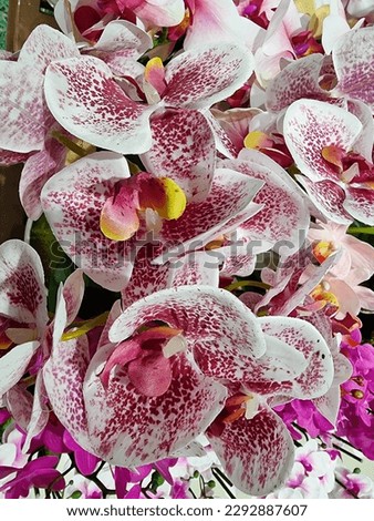 Doritaenopsis orchid purple  White color