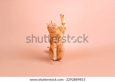 Beautiful adult red cat plays against a beige background. Jumping cat on a beige background Royalty-Free Stock Photo #2292889815