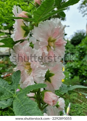 Alcea Rosea Flowers Have A Pink Color Exposed To Raindrops In The Afternoon