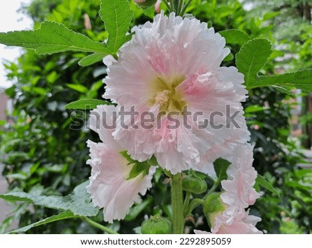 Alcea Rosea Flowers Have A Pink Color Exposed To Raindrops In The Afternoon