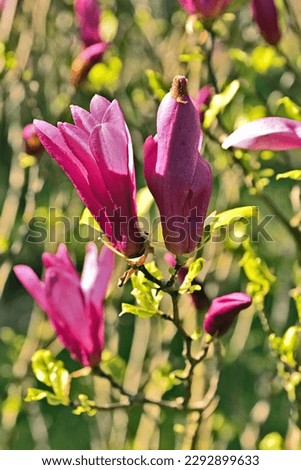 fresh pink spring magnolia flowers