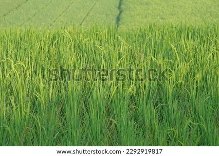 Rice plants in the fields - Wide expanse of rice fields