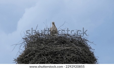 Stork in nest against blue sky, real photo