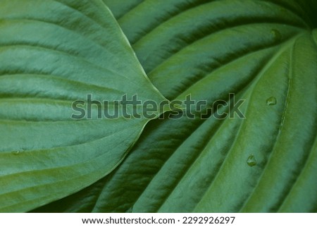 Hosta green leaves after rain with water drops close-up. Wallpaper poster template. Botanical foliage nature summer background. Tropical concept, natural green background. Flat lay, top view