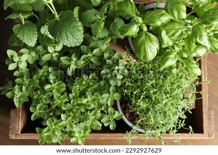 Different aromatic potted herbs in wooden crate on table, top view Royalty-Free Stock Photo #2292927629
