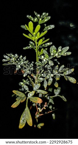 indian rare species  plant wallaper high resolution 
