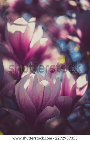 Blooming spring Magnolias, copy speace.