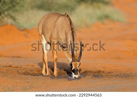 A rare roan antelope (Hippotragus equinus) in natural habitat, Mokala National Park, South Africa
 Royalty-Free Stock Photo #2292944563