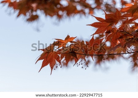 Leaves and maple trees that look comfortable on the eyes.