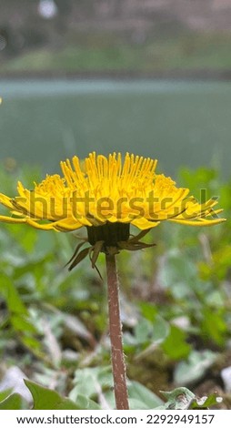 Yellow medicinal dandelion in the city of Kyiv.