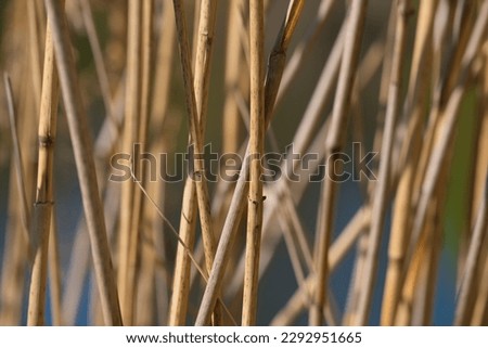 close-up view on brown reed stems, background photo