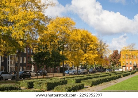 Autumn city landscape. A park with tall yellow and green trees in the city. Trimmed green bushes