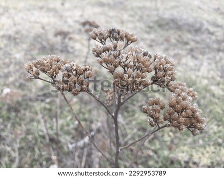 Dry flower of the tree. The Latin name of the genus comes from the name of the mythical hero Achilles, who was the first to use the plant for treatment. Royalty-Free Stock Photo #2292953789