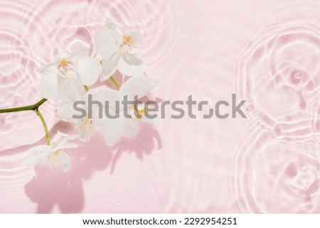 white orchid with shadow on abstract pink background, sun lights on water surface, beautiful abstract spa background concept banner for cosmetic body care product. Royalty-Free Stock Photo #2292954251