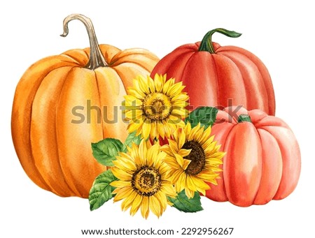 Pumpkin and sunflowers, autumn colored pumpkins on isolated white background, watercolor hand drawing. Thanksgiving Day