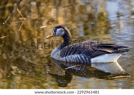 wild duck swimming in lake.water birds