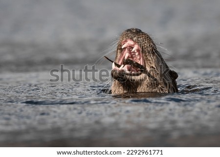 Eurasian otter (Lutra lutra) eating a fish, Isle of Mull, Scotland