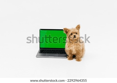A cute and fluffy puppy lies near a laptop with a green screen. Smart coder programmer uses computer. Advertisement for pet products, chroma key.