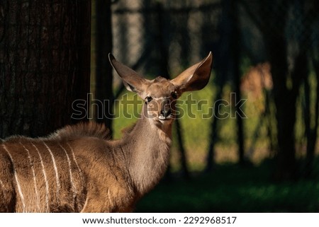 Female Kudu enjoying some sun