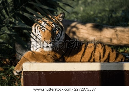 Tiger relaxing in water at Dubai safari park