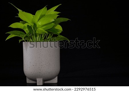 Closeup indoor plants on black background. 