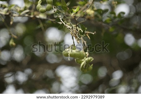 In Bangalore,Karnataka. 
I took pictures of the fruit of the madras thorn on April 21-22, 2023.