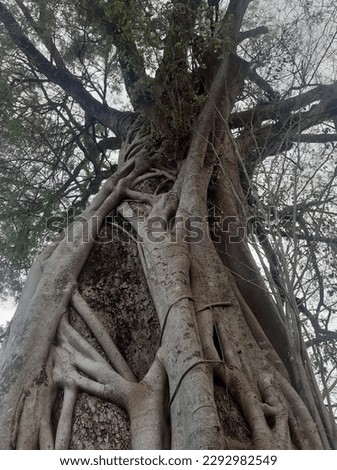 A large tamarind tree covered by a banyan tree that grows into one towering with lots of trunks and branches and leaves. An old tree. The background is the evening sky.