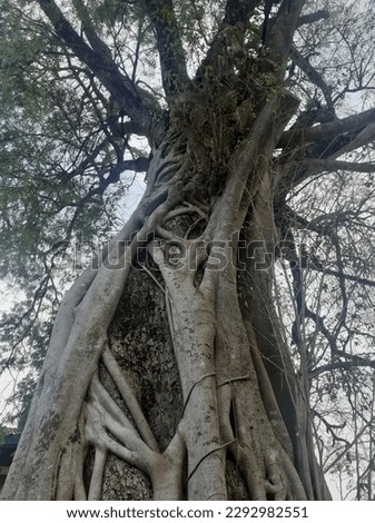 A large tamarind tree covered by a banyan tree that grows into one towering with lots of trunks and branches and leaves. An old tree. The background is the evening sky.