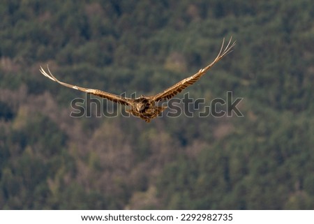 young bearded vulture flying with forest background out of focus