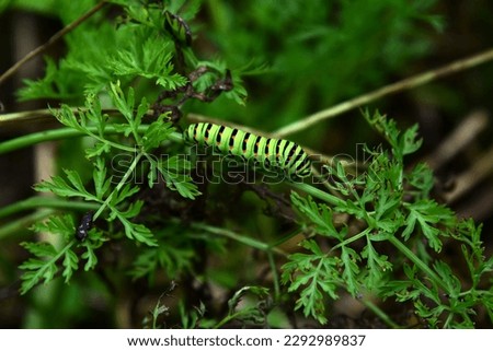Papilio machaon butterfly baby on green carrot leaves. Green worm with black strips and red spots, garden pest, Red Book animal, horticultural parasite, vegetable insect, grub, toxic green maggot.